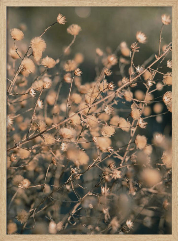 Tablou înramat „Beach flowers_003” de Pictufy Studio III