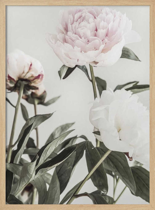 Tablou înramat „Peony 04” de Pictufy Studio III