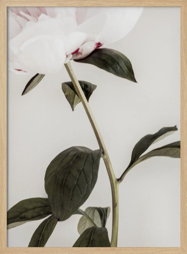 Tablou înramat „Peony 09” de Pictufy Studio III