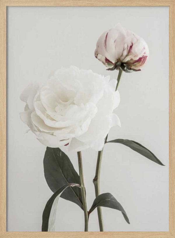 Tablou înramat „Peony 12” de Pictufy Studio III