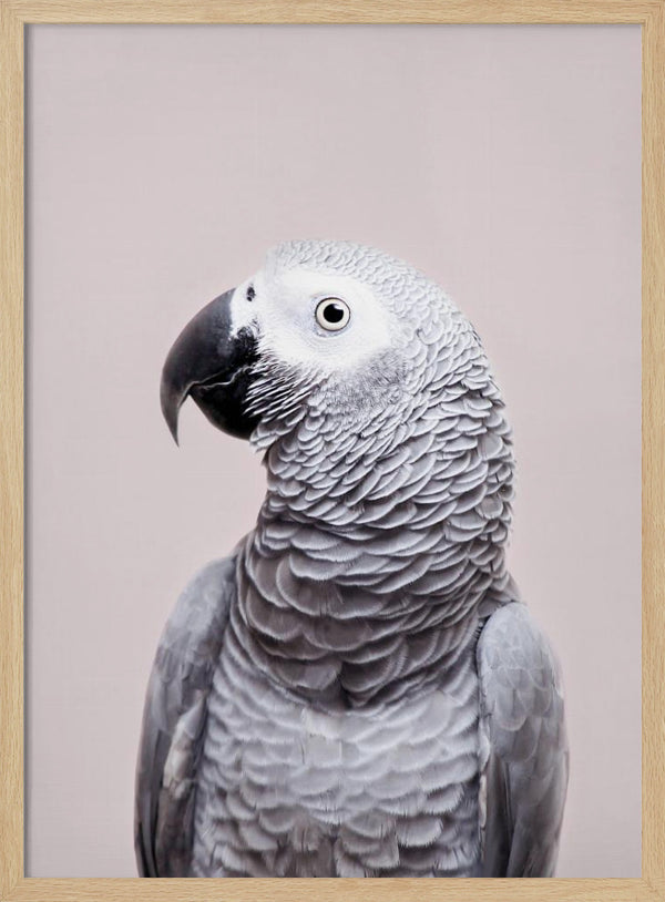 Tablou înramat „African Grey” de Kathrin Pienaar