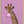 Tablou înramat „Giraffe pink bubblegum” de Sarah Manovski