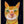 Tablou înramat „Ginger Cat” de Sharyn Bursic