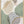 Tablou înramat „Calm green- 3” de Sally Ann Moss