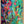 Tablou înramat „Vivid Colors And Delicate Petals” de Dorothy Fagan