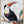 Tablou înramat „Red Billed Toucan” de Aert Schouman
