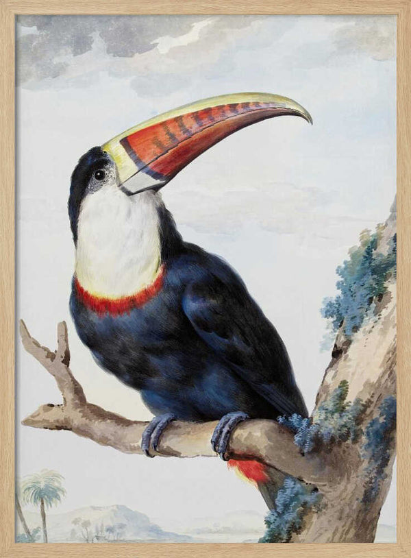 Tablou înramat „Red Billed Toucan” de Aert Schouman