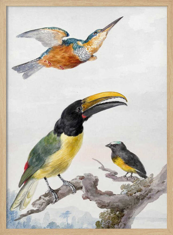 Tablou înramat „Three Birds  a Kingfisher, a Prince Von Wied's Toucan and an Sparrow” de Aert Schouman