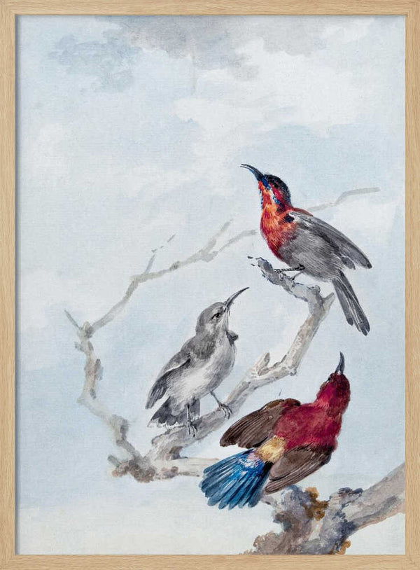 Tablou înramat „Three Crimson Sunbirds” de Aert Schouman