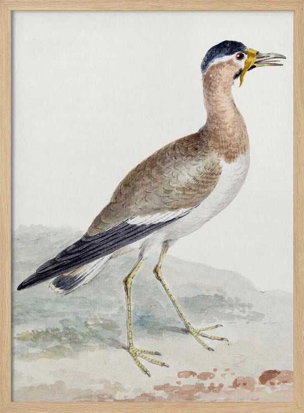 Tablou înramat „A Yellow Wattled Lapwing” de Aert Schouman
