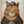 Tablou înramat „Cat In A Police Lineup” de Mike Koubou