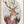 Tablou înramat „Deer In A Rustic Outfit” de Mike Koubou