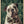 Tablou înramat „The Gentleman Bulldog” de SHANDU