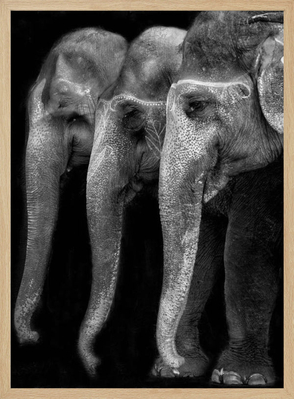 Tablou înramat „Nature\'s great masterpiece, an elephant; the only harmless great thing ...” de Yvette Depaepe