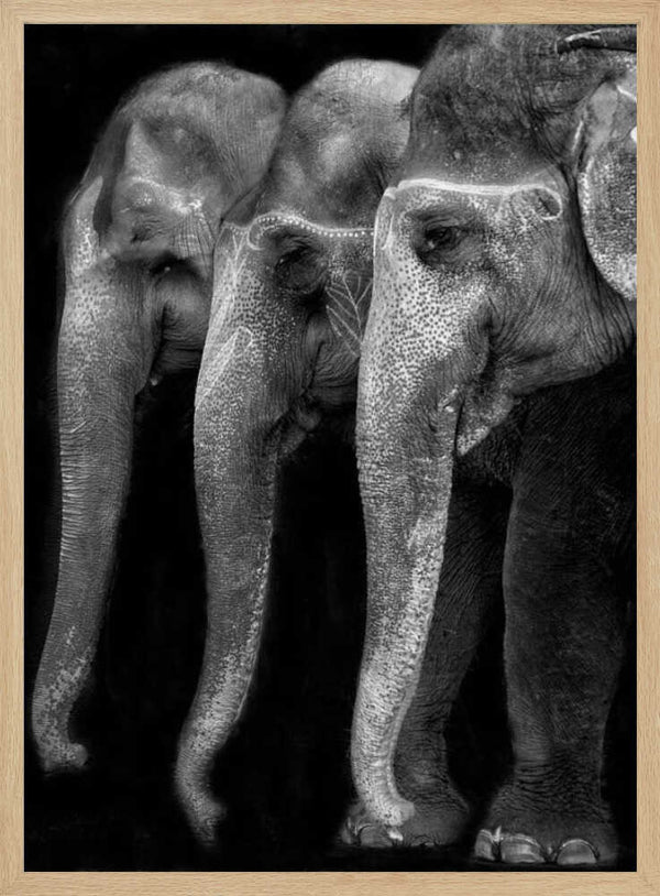 Tablou înramat „Nature\'s great masterpiece, an elephant; the only harmless great thing ...” de Yvette Depaepe