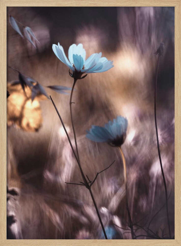 Tablou înramat „Lueur d'Automne” de Fabien BRAVIN