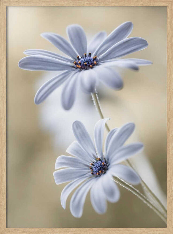 Tablou înramat „Cape daisies” de Mandy Disher