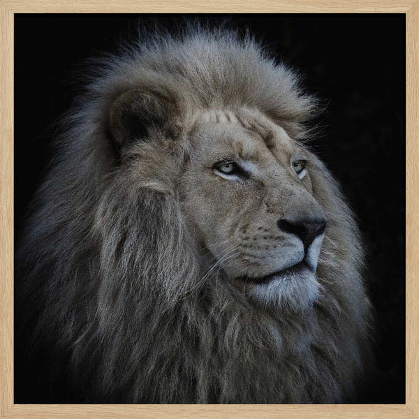 Tablou înramat „Proud Lion” de Louise Wolbers