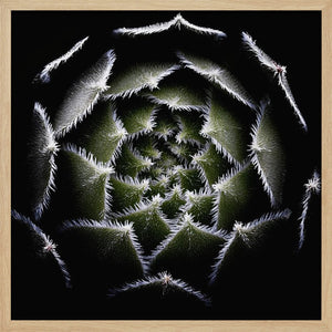 Tablou înramat „Sempervivum Rosette” de Victor Mozqueda
