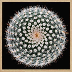 Tablou înramat „Notocactus scopa” de Victor Mozqueda