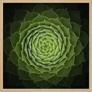 Tablou înramat „Succulent” de Victor Mozqueda