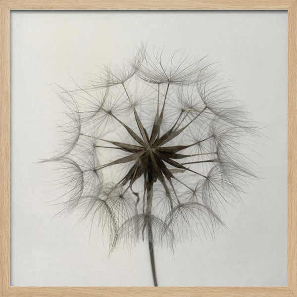 Tablou înramat „Tragopogon” de Lotte Grønkjær