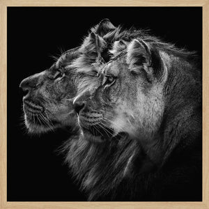 Tablou înramat „Lion and  lioness portrait” de Laurent Lothare Dambreville