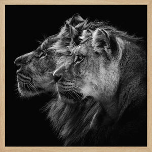 Tablou înramat „Lion and  lioness portrait” de Laurent Lothare Dambreville