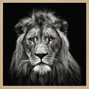 Tablou înramat „Young Male Lion” de Christian Meermann