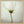 Tablou înramat „White cosmos” de Lotte Grønkjær