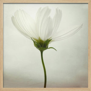 Tablou înramat „White cosmos” de Lotte Grønkjær