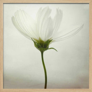 Tablou înramat „White cosmos” de Lotte Grønkjær