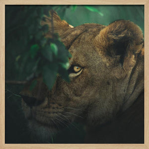 Tablou înramat „Eye Contact” de Ahmed Sobhi