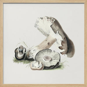 Tablou înramat „Vintage Agaricus Augustus Mushroom” de Biodiversity Heritage Library