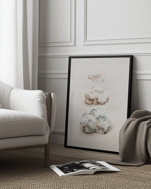 Tablou înramat „Shells” de Pictufy Studio III