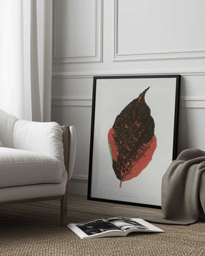Tablou înramat „Acalypha Tricolor Leaf Illustration” de Les Plantes a Feuillage Colore