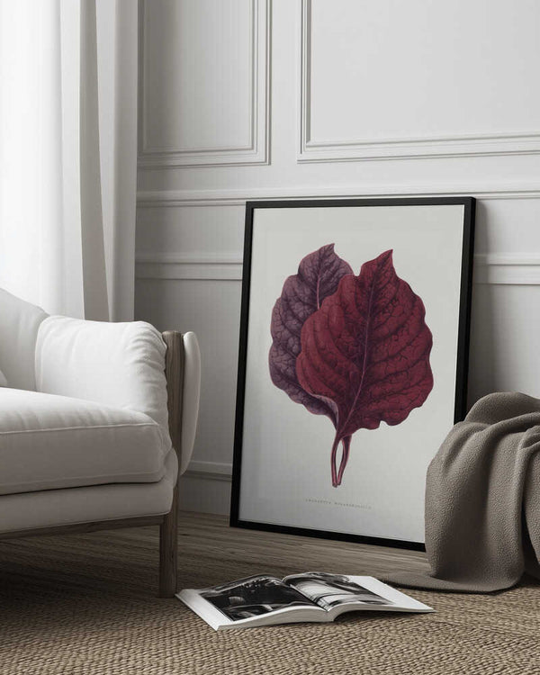 Tablou înramat „Pink Amarantus Leaf Illustration” de Les Plantes a Feuillage Colore