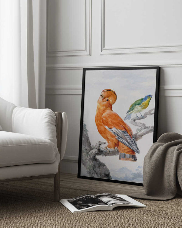 Tablou înramat „Two Exotic Birds” de Aert Schouman