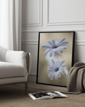 Tablou înramat „Cape daisies” de Mandy Disher