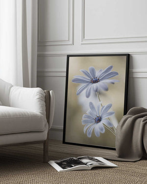 Tablou înramat „Cape daisies” de Mandy Disher