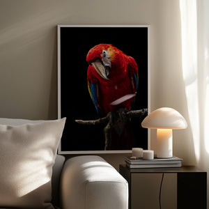 Tablou înramat „Portrait of Scarlet Macaw” de Andi Halil