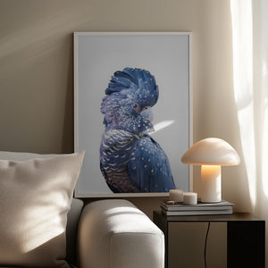 Tablou înramat „Black Cockatoo” de Kathrin Pienaar