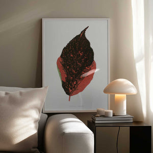 Tablou înramat „Acalypha Tricolor Leaf Illustration” de Les Plantes a Feuillage Colore