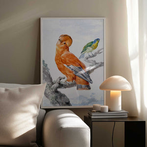 Tablou înramat „Two Exotic Birds” de Aert Schouman