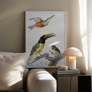 Tablou înramat „Three Birds  a Kingfisher, a Prince Von Wied's Toucan and an Sparrow” de Aert Schouman