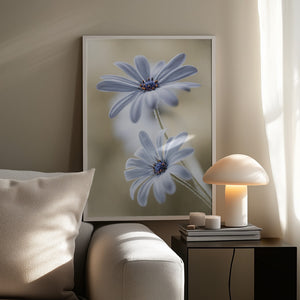 Tablou înramat „Cape daisies” de Mandy Disher