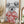 Tablou înramat „Summer koala (red)” de Balazs Solti