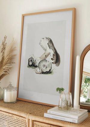 Tablou înramat „Vintage Agaricus Augustus Mushroom 50x70” de Biodiversity Heritage Library