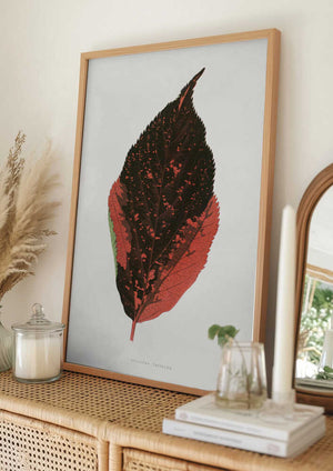 Tablou înramat „Acalypha Tricolor Leaf Illustration” de Les Plantes a Feuillage Colore