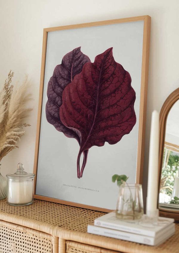 Tablou înramat „Pink Amarantus Leaf Illustration” de Les Plantes a Feuillage Colore